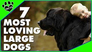 7 Most Affectionate Large Dog Breeds That Will Melt Your Heart  Dogs 101 [upl. by Reinhard]