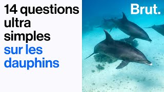 14 questions ultra simples sur les dauphins 🐬 [upl. by Lust]