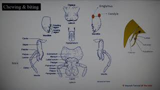 Lecture 2 Insect Mouth parts [upl. by Swithbart308]