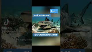 Tiger Shark Vs Bull SharkPart 1 [upl. by Aenitsirhc824]