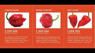 Pimentas Nucleares  Carolina Reaper Trinidad Scorpion Moruga Bhut Jolokia considerações finais [upl. by Clyde]