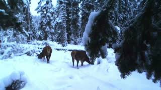 Cerf biches et loups aux 1ères neiges en montagne alt 1600 m Alpes Savoie [upl. by Reinhart]