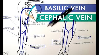 Superficial Veins of Upper Limb  Basilic amp Cephalic veins  Anatomy Tutorial [upl. by Marybeth]