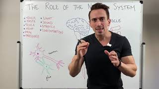 Introduction to the Nervous System [upl. by Knorring483]