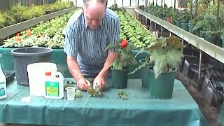 Begonias  Growing from Cuttings [upl. by Aerdnwahs]