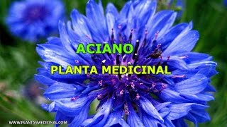 Aciano  Propiedades y Beneficios Medicinales [upl. by Jocko]