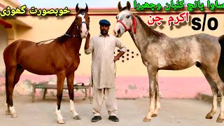 Horse For sale in Jhang Punjab  Desi ghory [upl. by Yremrej]