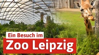 Zoo Leipzig  Städtereise mit Elefant Tiger amp Co [upl. by Nador730]