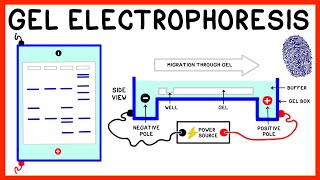 Gel Electrophoresis and DNA Fingerprinting Explained [upl. by Musser327]