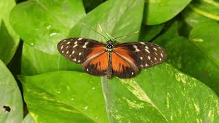 BUTTERFLY PAVILION COLORADO  Tiger Longwing and similar butterflies belonging to the Heliconians [upl. by Jack877]