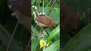 Scalybreasted Munia，（Lonchura punctulata） [upl. by Sybley]