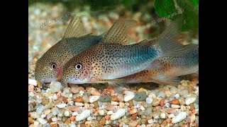 Breeding Corydoras [upl. by Anyotal]