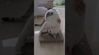 My cats reaction to catnip  shorts cats [upl. by Netnerb]