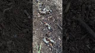 How I Sow Moringa Seeds garden [upl. by Oderfodog307]