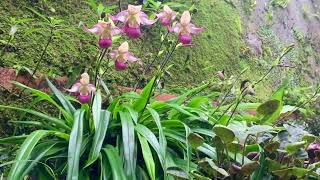 Phragmipedium Sedenii [upl. by Nayab]