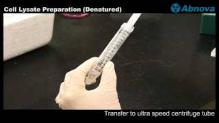 Cell Lysate Preparation Denatured [upl. by Alison96]