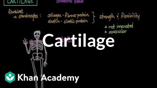 Cartilage Structure And Functions  Hyaline Elastic amp Fibrous Cartilage  Class 10 Biology [upl. by Satsoc]