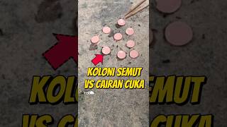 EKSPERIMEN KOCAK KOLONI SEMUT VS CAIRAN CUKA 🐜 eksperimen semut semutkecil semuthitam semutapi [upl. by Akeemat]