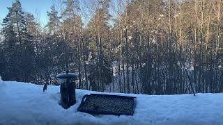 Redpoll birds at the feeder🐦‍⬛🐦‍⬛🐦‍⬛ [upl. by Ameh]