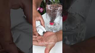 Como plantar alface em garrafa pet vaso auto irrigavel [upl. by Rumery]