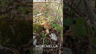 Morchella sp April 7th shorts new viral trending nature pilze forest foryou mushroom wild [upl. by Tressa]