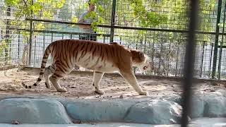 هێنانی ژمارەیەک ئاژەڵی دەگمەن بۆ erbil zoo بۆ یەکەمجار [upl. by Ojybbob]