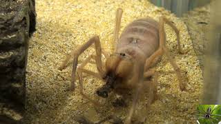 More Camel Spider Solifugae Eating [upl. by Lav]