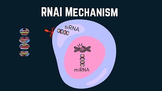 Exploring RNA interference siRNA and miRNA in targeted therapies [upl. by Joela]