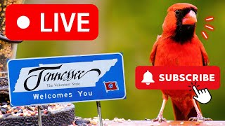 🔴 1524 Real Time Bird Identification LIVE Bird Feeder Cam Nashville TN [upl. by Cirillo]