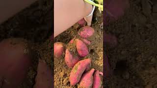 This is a highyielding sweet potato [upl. by Jerry]