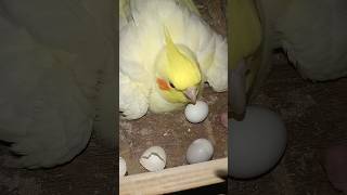 Cockatiel Birds 🦜 shortsfeed minivlog birdslover lovebirdsvlogs parrot parakeet [upl. by Elna]