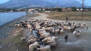 Sheep drinking sea water in Samothraki Greece [upl. by Elaine]