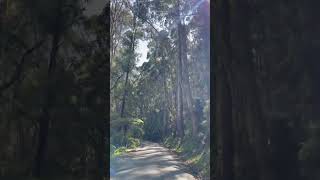 Driving up the mountain ash of Mt Dandenong to get home [upl. by Ender950]