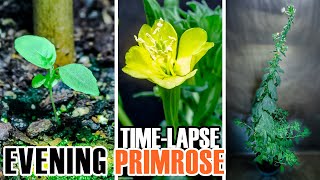 Growing Evening Primrose From Seed To Flower 116 Days Time Lapse [upl. by Una]