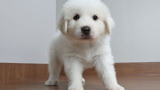 Why Do Great Pyrenees Dogs Bark  Understanding amp Addressing Excessive Barking [upl. by Adiana]