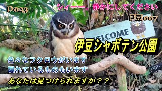 D023。伊豆シャボテン公園。可愛いフクロウたちの動画です。隠れているフクロウがいます。探してみてください。 [upl. by Igal]