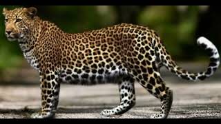 Anatolian Leopard Sound Effects 🐆 🔊 [upl. by Suiluj]