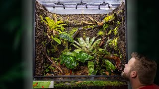 Creating a MASSIVE Poison Frog Vivarium [upl. by Kilroy]