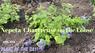 Nepeta Chartreuse on the Loose  Plant of the day [upl. by Anuahc]