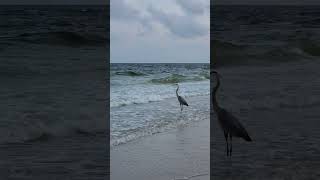 Crane on the Beach [upl. by Winfield]