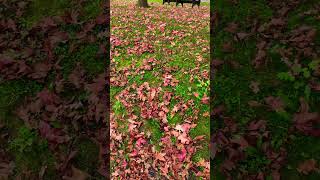 L automne saison qui se donne en spectacle les feuilles se teintent de rouges oranges  jaunes 💚 [upl. by Gibb]