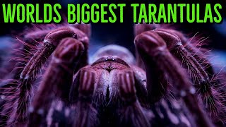 Top 10 LARGEST Tarantulas  Worlds BIGGEST Spiders  GIANT Tarantula [upl. by Goldfarb]