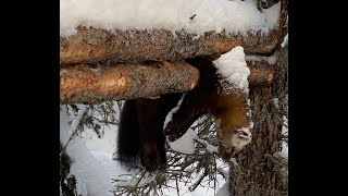 Primitive Trapping in Alaska quotMarten Deadfallquot [upl. by Rednirah678]