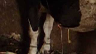 DESINFECTION DUN ABCES CHEZ UNE VACHE 2flv [upl. by Verbenia]