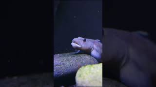 A Super Silly Fish Rhinogobius henchuenensis shorts [upl. by Netsirhc155]