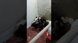 olha como estão nossos pintinhos 🐣🐤🐓 tirado na chocadeira lindo 🤩🤩🤩🤩 É só vitória [upl. by Delfeena]