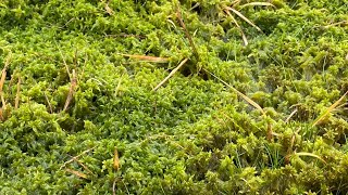 Grow your own Sphagnum moss [upl. by Beryle]