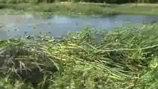 Cattail remove cattail cattail cutter [upl. by Nahgem]