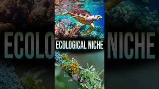 Ecological Niche [upl. by Leopoldine]