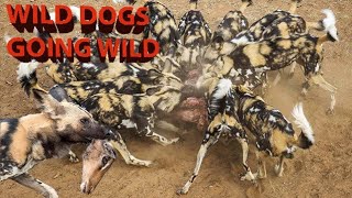 Wild Dogs Going Wild at Kalahari Desert in Botswana [upl. by Neelak634]